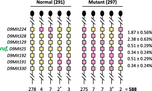 Figure 2. Segregation of alleles of ruf and 7 dimorphic microsatellite markers among 588 progeny from an intraspecific mouse backcross. Heterozygous F1 mice (C3H/HeJ-ruf/J x C57BL/6 J) were backcrossed to homozygous C3H/HeJ-ruf/J mutants. The resulting progeny were scored for their rough fur phenotype, and a DNA sample from each mouse was typed for the microsatellite markers shown at the left. Only the Chr 9 haplotype inherited from the F1 parent is shown (with a knob at the top of the haplotype representing the centromere), and the number of mice inheriting that haplotype is shown below it. Very similar numbers of heterozygous and mutant progeny (as expected for a testcross, p > 0.8) suggest that the mutant phenotype is both fully penetrant and fully viable. The two phenotypically normal recombinants marked with an asterisk show that the ruf locus must lie centromeric to D9Mit192. The three mutant recombinants marked with a dagger show that ruf must lie telomeric to D9Mit129. Genetic distances in percentage recombination are shown to the right (± 1 Standard Error).