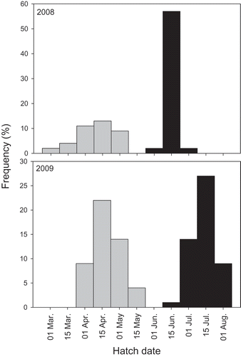 FIGURE 3. Hatch-date distributions of juvenile Bluefish collected from the lower Hudson River estuary in 2008 (n = 47) and 2009 (n = 40). Gray bars represent the spring-spawned cohort and black bars represent the summer-spawned cohort. Bar widths span 15 d and the given dates represent the midpoints for the 15-d periods.