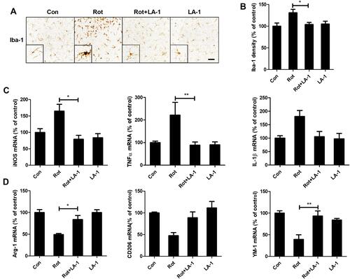 Figure 6 LA-1 abrogates rotenone-induced activation and M1 polarization of microglia in mice. (A) Immunohistochemistry with an anti-Iba-1 antibody was performed to stain microglial cells in the LC of rotenone-intoxicated mice with or without LA-1 treatment, and representative images are shown. (B) Quantification of the density of Iba-1 immunostaining. Results were mean ± SEM from five mice for each group and were analyzed by one-way ANOVA (F(3,16) = 10.109, P = 0.001). (C) The mRNA levels of iNOS, TNFα and IL-1β in the brainstem of rotenone-treated mice with or without LA-1 treatment were determined by real-time PCR. Results were mean ± SEM from five mice for each group and were analyzed by one-way ANOVA (iNOS: F(3,16) = 5.661, P = 0.008; TNFα: F(3,16) = 7.439, P = 0.002; IL-1β: F(3,16) = 3.589, P = 0.037; post hoc analysis by Tukey’s multiple comparisons test). (D) The mRNA levels of Arg-1, CD206 and YM-1 in the brainstem of rotenone-treated mice with or without LA-1 treatment were determined by real-time PCR. Results were mean ± SEM from five mice for each group and were analyzed by one-way ANOVA (Arg-1: F(3,16) = 12.575, P = 0.000, post hoc analysis by Tukey’s multiple comparisons test; CD206: F(3,16) = 6.956, P=0.003, post hoc analysis by Tamhane’s T2 multiple comparisons test; YM-1: F(3,16) = 10.109, P=0.001, post hoc analysis by Tukey’s multiple comparisons test). *P<0.05, **P<0.01; Scale bar = 100 μm.