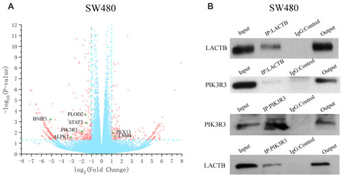 Figure 6 LACTB can regulate the level of PIK3R3 to influence cancer development. (A) The RNA‐seq-based analysis showed that the LACTB-overexpressing SW480 cells exhibited 2178 differentially expressed genes (p < 0.05), including 1464 (67.2%) upregulated and 714 (32.8%) downregulated cells, compared with the control SW480 cells. (B) Coimmunoprecipitation assays indicated that LACTB can directly regulate the level of PIK3R3.