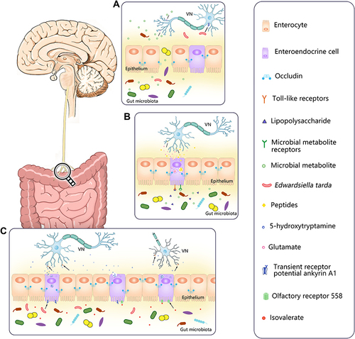 Figure 3 Pathways of vagus nerve collection of multiple signals from the gut microbiota. (A) When the intestinal epithelium is destroyed, the gut microbiota and their metabolites have the opportunity to invade and directly contact with VN, activating the vagal afferent fibers through specific receptors or more direct ways. Edwardsiella tarda can bind to the receptor transient receptor potential ankyrin A1 (TRPA1) which are widely distributed on nodose ganglia (NG) to directly stimulate NG. (B) Enteroendocrine cells can recognize bacterial products in the intestinal lumen, such as LPS, via toll-like receptors (TLR) on its surface or use other receptors to recognize microbial metabolites, such as SCFA, then transmitted intestinal signals to vagal afferents through synaptic connections using glutamate as a neurotransmitter or release more than 30 known peptides to stimulate vagal afferents. (C) Edwardsiella tarda can activity enteroendocrine cells via the receptor transient receptor potential ankyrin A1 (TRPA1) to directly stimulate vagal sensory ganglia by releasing the neurotransmitter 5-hydroxytryptamine (5-HT). Olfactory receptor 558 of enteroendocrine cells can act as a sensory receptor for microbial metabolites, accepting isovalerate stimulation. Then enteroendocrine cells release 5-HT which binds to the 5-HT receptors on vagal afferents so as to realize the transmission of intestinal information. The arrows in the figure indicate neurotransmitters, bacteria or bacterial products bound to the corresponding receptors.