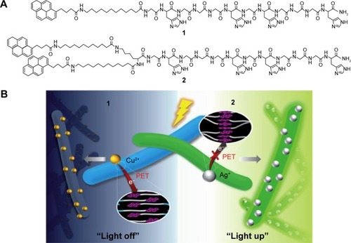 Figure 9 (A) The molecular structure of the pyrene-labeled peptide amphiphiles 1 and 2. (B) Schematic representation of the fluorescence light off and light up detections to copper and silver ions. Reproduced from Kim I, Jeong HH, Kim YJ, et al. A “light-up” 1D supramolecular nanoprobe for silver ions based on assembly of pyrene-labeled peptide amphiphiles: cell-imaging and antimicrobial activity. J Mat Chem. 2014;2(38):6478–6486, with permission of The Royal Society of Chemistry.Citation112Abbreviation: PET, photoinduced electron transfer.