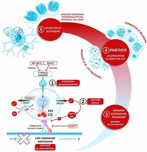 Figure 1. Revisiting the amyloid cascade hypothesis around lysosomal de-acidification. This schematic representation presents the new suggested sequence of events initiated by lysosomal deacidification leading to amyloid deposition. (1) Lysosomal de-acidification. Unlike PD, there are no mutations in the AD risk genes directly involved in lysosomal function. But PSEN1 (presenilin 1), a part of γ-secretase that cleaves APP (amyloid beta precursor protein), is critical for folding the ATP6V0A1 subunit of the vacuolar-type ATPase (V-ATPase) [Citation47]. Loss-of-function PSEN1 mutants (PSEN1*), the leading cause of familial AD, thus impair V-ATPase function and lysosome acidification. (A) Independently of ATP6V0A1, PSEN1* can increase the pH of lysosomes by mobilizing the Ca2+ channel TPCN2 and the putative Ca2+/H+ exchanger CHX [Citation48]. In support of this hypothesis, five AD mouse models demonstrate impaired lysosomal dysfunction [Citation49–51]. (B) Likewise, the APP-derived fragment APP-βCTF (C terminal fragment) that accumulates in the brain of sporadic AD patients, binds V-ATPase and interferes with its assembly and activity [Citation46,Citation52]. As a result, the de-acidification of lysosomes markedly impairs autophagy and endosomal degradation [Citation47,Citation53]. (2) Lysosomal calcium efflux. Lysosomes are the second-largest intracellular stores of calcium. Their Ca2+ levels control lysosomal biogenesis, fusion, and exocytosis [Citation43]. Two cation channels, MCOLN1/TRPML1 and TPCN2, reside on late endosome membranes and provide a pore for lysosomal calcium efflux. With AD development, the high lysosomal pH opens the pH-sensitive MCOLN1/TRPML1 channel [Citation45], and the PSEN1* mutants directly activate TPCN2. (3) Impaired retrograde transport. The subsequent rise in the cytosolic Ca2+ activates the MAPK/JNK kinases that phosphorylate and reduce dynein-driven transport of vesicles along microtubules from axons to the cell body [Citation44]. Additionally, the expression of the R406W-mutated MAPT was also reported to block dynein-DCTN (dynactin)-mediated axonal vesicle transfer [Citation54]. Without access to the lysosomes, the degradative flux is blocked: the autophagic vesicles, late endosomes, and amphisomes accumulate and fail to clear their cargo. (4) PANTHOS formation. Deacidified immature amphisomes are then the reservoir where amyloid-β (Aβ) peptide is processed and forms plaques. Two processing enzymes, BACE1 and PSEN2, which cleave APP into Aβ, accumulate in the amphisomes, generating increased amounts of Aβ [Citation55]. The limited proteolysis of APP into Aβ accelerates its self-aggregation. The enlarged and defective AVs containing APP and its harmful fragments (APP-βCTF and Aβ peptide) accumulate gradually around the nuclei of neurons, pushing out the cell membrane into blebs and forming unique flower-like rosettes, called PANTHOS (for “poisonous flower”). (5) Secretion of Aβ plaques. In an emergency, disrupting AV maturation robustly upregulates unconventional secretory autophagy to release the toxic aggregates [Citation56]. However, the sustained injury of large amphisomes by the aggregates leads to membrane rupture and subsequent lysosomal cell death. Nixon and colleagues proposed that the PANTHOS neurons are the primary source of Aβ plaques that become extracellular upon cell death [Citation53]