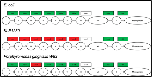 Figure 7. Genes involved in the menaquinone biosynthesis pathway identified in the genome sequence of E. coli, P. pasteri KLE1280, and P. gingivalis W83. Genes in filled green boxes have been identified in the genome sequence of the isolate, while red filled boxes have not been identified in the genome of the isolate.