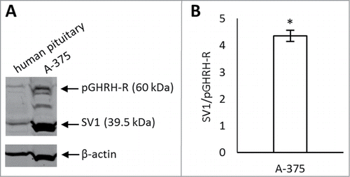Figure 1. (A) Expression of pituitary GHRH receptor (pGHRH-R) and its predominant splice variant (SV1) in A-375 human malignant melanoma cell line by Western blot. A polyclonal antibody generated against GHRH-R detected its 2 variants, pGHRH-R at 60 kDa and SV1 at 39.5 kDa. Human pituitary was used as a positive control and β-actin as a loading control. (B) Densitometric analysis of SV1 compared to pGHRH-R levels. The level of SV1 was significantly higher than that of pGHRH-R in A-375 cells. Values were calculated from 3 different experiments, normalized to β-actin levels and expressed as SV1/GHRH-R ratio. Error bars represent SEM, *: P < 0.05.