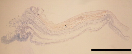 Figure 22 Cross section through ventral surface of Idioteuthis cordiformis eye photophore stained with Mallory's trichrome; NIWA 71655, ♀, ML 320 mm; p, indicates photophore tissue (in orange); i, indicates iris. Scale bar = 5 mm.