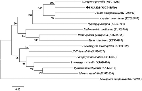 Figure 1. A maximum-likelihood tree illustrating the phylogenetic position of SAMAS among other species in family Pryradidae. The maximum-likelihood analysis was conducted using the whole mitogenomic sequences. Numbers of each node are bootstrap probabilities by 500 replications shown only when they are 50% or larger. The GenBank accession numbers of the mitogenomic sequences for each taxon are in parentheses.