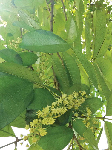 Figure 2. Ackee leaves and inflorescence or flowers