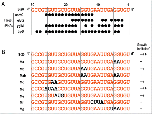 Figure 7. Analysis of S-20 mutants. (A) Nucleotide sequences (shown in orange) of the regions inserted into the artificial S-20 sRNA expression plasmid pASRIIS-20 and the ribonucleotides responsible for its hybridization with each target mRNA (indicated by black circles). See also Fig. 4. (B) S-20 nucleotide sequence (insert) and its mutants. S-20 nucleotides are indicated in orange and the substituted nucleotides in the S-20 sequence are indicated in black. (*) Inhibition of E. coli growth is shown as the following 3 categories: +++, maximum OD600 < 0.6; ++, 0.6 ≤ maximum OD600 < 0.8; +, 0.8 ≤ maximum OD600. See also Fig. S5.