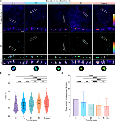 Figure 3. Dsg2 ectodomain order increases gradually during desmosome assembly. (A) normalized average intensity (top) and order factor (OF, middle) images of A-431-S cells acquired 2, 4, 6, or 8 h after a 45 min calcium-free pulse along with the no-pulse control. White rectangles indicate ROIs, which are shown magnified below their corresponding images. An additional set of ROIs is shown to illustrate the pixel azimuth directions (white lines) for each desmosome, where the length of each azimuth line is proportional to the of in its pixel. Scale bars represent 20 μm and 2 μm for full images and ROIs, respectively. (B) swarm plots showing the average of for each desmosome (object OF) across all experiments. Error bars represent median and interquartile range (IQR) (2 h: 0.22, IQR: 0.16–0.31, n = 1020; 4 h: 0.26, IQR: 0.18–0.33, n = 1813; 6 h: 0.30, IQR: 0.22–0.37, n = 1470; 8 h: 0.31, IQR: 0.23–0.38, n = 1258; no-pulse: 0.32, IQR: 0.24–0.39, n = 1108). (C) bar chart showing the circular standard deviation of the azimuth for each desmosome across all experiments. Error bars represent median and IQR (2 h: 12.49, IQR: 6.80–22.99, n = 1020; 4 h: 10.15, IQR: 6.07–17.96, n = 1813; 6 h: 9.08, IQR: 5.68–15.55, n = 1470; 8 h: 7.92, IQR: 4.83–12.65, n = 1258; no-pulse: 7.45, IQR: 4.50–13.02, n = 1108). For both B and C, statistical significance was assessed with a Kruskal–Wallis test followed by Dunn’s multiple comparisons test (****p < 0.0001; **p < 0.01; ns: not significant, p ≥ 0.05).