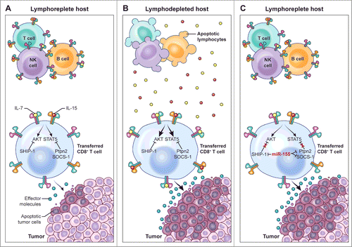 Figure 1. miR-155 augments CD8+ T cell antitumor activity in lymphoreplete hosts by enhancing responsiveness to limited amounts of homeostatic γC cytokines. (A) In the lymphoreplete host, homeostatic cytokine signaling, which is essential to sustain the antitumor function of adoptively transferred tumor-specific CD8+ T cells, is limited by the activity of multiple negative regulators such as SHIP-1, SOCS-1, and Ptpn2. (B) Removal of cytokine “sinks” by lymphodepletion increases the availability of homeostatic γC cytokines, overcoming the inhibitory effects of SHIP-1, SOCS-1, and Ptpn2, thus resulting in enhanced CD8+ T cell antitumor responses. (C) Overexpression of miR-155 in adoptively transferred tumor-specific CD8+ T cells inhibits the expression of SHIP-1, SOCS-1, and Ptpn2, thus resulting in enhanced cytokine signaling and antitumor responses in the presence of limited amounts of homeostatic γC cytokines available in lymphoreplete hosts.