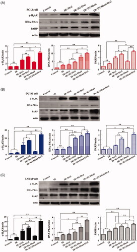 Figure 4. NP H1/Dbait/Dtxl increased the expression levels of DNA damage response effectors in vitro. Effect of H1/Dbait/Dtxl on γ-H2AX, DNA-PKcs and PARP expression in PC-3 cell (A), DU145 cell (B) and LNCaP cell (C) was evaluated by Western blot the band intensity were quantified after normalised to actin, respectively. *p < .05, **p < .01, n = 3.