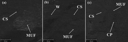 Figure 7. SEM imaging of composite boards (A) CS100-G100 (B) CS90-W10-G100 (C) CS90-W10-G25-CP25.