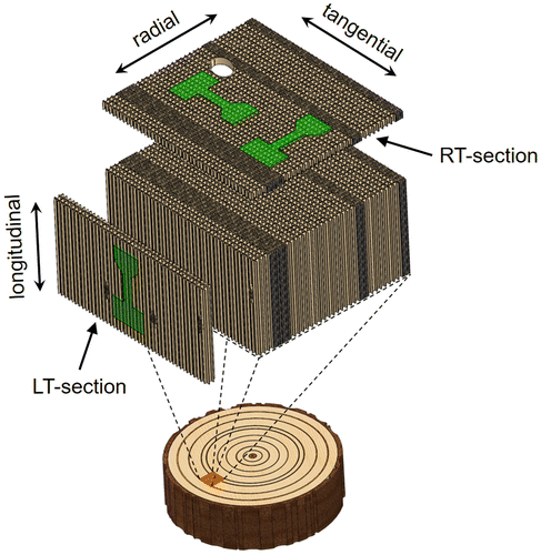 Figure 1. Schematic representation of a softwood. Radial-tangential (RT) and longitudinal-tangential (LT) sections can be prepared with a microtome. The shape of samples for micromechanical testing is highlighted and the loading directions are labelled.