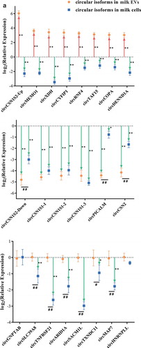 Figure 5. The selective package of circRNAs in MEVs were regulated by S. aureus infection. (A) The relative expressions of the significantly up-regulated circRNAs (top), the significantly down-regulated circRNAs (middle) and the circRNAs without significant changes (bottom) in milk somatic cells (blue squares) and MEVs (orange dots). The expression level of circRNAs in the absence of S. aureus was set to zero. The red up and the green down arrows represent significantly up- and down-regulated circRNAs, respectively. * and ** were calculated by the relative expression of circRNAs in the SA group vs. circRNAs in the control group. # and ## were calculated by the relative expression of circRNAs in the MEVs vs. circRNAs in the milk cells. * and #, p-value < 0.05; ** and ##, p-value < 0.01. (B, C) The relative levels of candidate circular (B) and linear (C) isoforms in the presence of S. aureus infection compared with the absence of S. aureus infection. The relative expression in bovine MEVs (Y-axis), against those in milk somatic cells (X-axis). Ellipses with different colours represent clusters of candidates. (D, E) CircRNAs preferentially released into EVs under the normal and S. aureus infection, respectively. The relative circ/lin levels are plotted for MEVs (Y-axis), against those in milk somatic cells (X-axis). The upper and lower dashed lines respectively represent the relative expression up-regulated or down-regulated four-folds. CircRNAs preferentially packaged into EVs or retained in milk somatic cells are plotted in red or blue, respectively