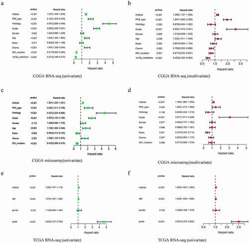 Figure 3. Results of univariate and multivariate analysis of clinical characteristics and HOXA4 expression data using a Cox regression model: results of (a) univariate analysis of the CGGA RNA-seq database, (b) multivariate analysis of the CGGA RNA-seq database, (c) univariate analysis of the CGGA microarray database, (d) multivariate analysis of the CGGA microarray database, (e) univariate analysis of the TCGA RNA-seq database, and (f) multivariate analysis of the TCGA RNA-seq database. Overall, higher HOXA4 expression levels were associated with poor clinical prognosis and survival in glioma patients.