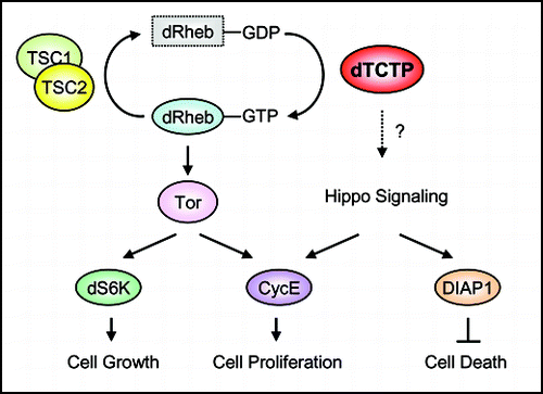 Figure 1 A model for dTCTP function in growth control. dRheb GTPase stimulates Tor signaling, which in turn activates dS6K and CycE to regulate cell growth and proliferation, respectively. dRheb GTPase is inactivated by the GAP function of TSC1/2 complex. In contrast, dTCTP activates dRheb GTPases by promoting GDP-GTP exchange. dTCTP might have additional functions independent of the Tor pathway, such as inhibiting cell death. It remains to be determined if dTCTP regulates cell proliferation and cell survival in part through the Hippo signaling.