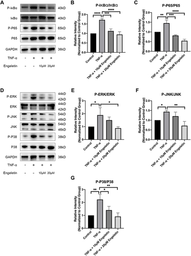 Figure 6 Engeletin inhibited TNF-α-induced activation of the NF-κB and MAPK pathways. Chondrocytes were pretreated with engeletin (10 μM and 20 μM) for two hours, and then TNF-α (20 ng/mL) was added to the culture medium and incubated for another six hours. (A–C) The protein expression levels of p-IκBα, IκBα, p-p65 and p65 (components of the NF-κB pathway) were determined by Western blotting. The results were quantified with ImageJ. (D–G) The protein expression levels of p-ERK, ERK, p-JNK, JNK, p-p38 and p38 (components of the MAPK pathway) were evaluated by Western blotting. The results were quantified with ImageJ. The data are presented as the mean ± SD. n=3. *p < 0.05, **p < 0.01, ***p < 0.001, ****p < 0.0001.