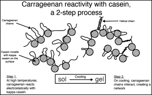 Figure 6. Protein reactivity of kappa-CGN and casein. Figure used with permission from Blakemore et al. (Citation2014a).