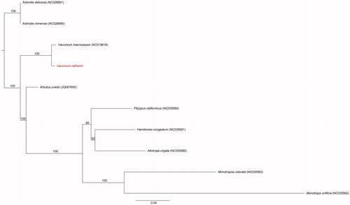 Figure 1 The maximum-likelihood (ML) tree based on the 10 representative chloroplast genomes of Ericaceae (outgroup: Actinidiaceae). The bootstrap value based on 1000 replicates is shown on each node.