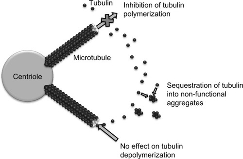 Figure 1 Mechanisms of action of eribulin mesylate.