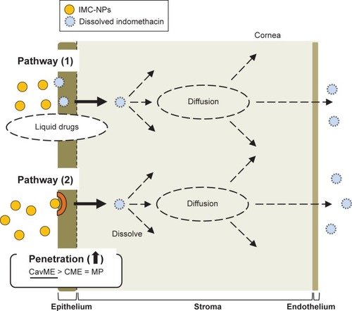 Figure 7 Mechanism for corneal penetration after the instillation of IMC-NPs.Abbreviations: CavME, caveolae-dependent endocytosis; CME, clathrin-dependent endocytosis; IMC-NPs, ophthalmic formulation containing indomethacin nanoparticles; MP, macropinocytosis.