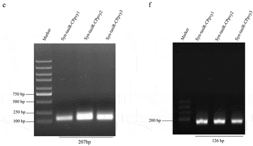 Figure 1. (Continued).