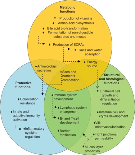 Figure 1 Main beneficial functions of the human gut microbiota. Circles represent the three principal classes of functions performed by the bacteria that inhabit the gut. Arrows represent causal relationships.