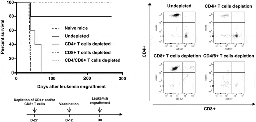 Figure 4. Requirement of CD4+ and CD8 + T cells for prolonged survival induced by vaccination with RT53-treated APL blasts. FVB/N mice were depleted of either CD4+, CD8+ or both T cell populations by bi-weekly i.p. injection of 0.2 mg of T cell type-specific monoclonal antibodies starting 2 weeks before experiments. Injections were then performed 2 times per week during the study period. The efficacy of depletion was monitored by flow cytometric analysis (right panel). Depleted (n = 5 per group) or naive mice (n = 10) were then vaccinated with RT53-treated APL blasts and injected i.v. with live 104 APL blasts (left, upper panel). Survival curves were analyzed with the Mantel–Cox test. The schematic protocol used is illustrated (left, lower panel)