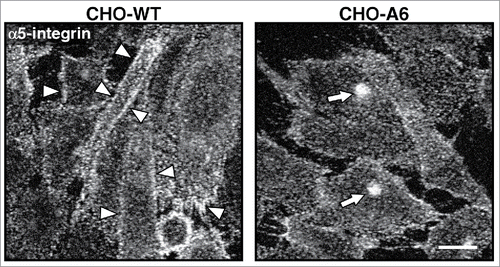 Figure 2. Reduced cell surface expression of α5 integrins in AnxA6 overexpressing CHO cells. (A) Chinese hamster ovary wild-type (CHO-WT) and Annexin A6 overexpressing CHO cells (CHO-A6) were grown on coverslips, fixed with 4% paraformaldehyde and immunolabeled with anti-α5 integrin as described.Citation29,116 Arrowheads in control CHO-WT cells show strong staining of α5 integrins at the plasma membrane. Arrows point at the compact staining of α5 integrins in intracellular compartments, resembling recycling endosomes in CHO-A6 cells (for a more detailed characterization of α5 integrin distribution in CHO-WT and CHO-A6 cells see ref. Citation29). Scale bar is 10 µm.
