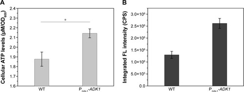 Figure 7 Intracellular ATP concentrations (A) and FL intensities (B) of WT and PGAL1-ADK1 strains.Notes: The results are expressed as mean ± standard deviation, n=3. *P<0.05.Abbreviations: FL, fluorescence; OD, optical density; WT, wild-type.