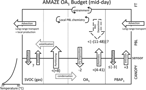 Figure 6 FIG. 6 The mid-day submicron organic aerosol mass flux budget (ng m−2 s−1) between the canopy and planetary boundary layer (PBL) over the Amazon during the AMAZE-08 experiment. Submicron primary biological aerosol particles (PBAP1) are emitted (+3 ng m−2 s−1) from the forest, but also deposit at equal or lesser rates. In-canopy production of SOA is minor and challenging to constrain, but constitutes an emission source [<(4–41) ng m−2 s−1] from the forest. Dry deposition of organic aerosol (transported, locally and canopy-produced) is also predicted to be small (−2 ng m−2 s−1), though wet deposition may be substantial. The vertical thermal gradients typically observed in the Amazon canopy coupled with observed aerosol thermograms suggest that gas-particle partitioning along the vertical gradient produces an apparent upward flux (<8 ng m−2 s−1). Wet deposition estimates are substantial, but highly uncertain [<|−(11–98)| ng m−2 s−1]. Long-range transported organic aerosol (i.e., not originating from the Amazon and/or nonbiogenic sources) is advected into the Amazon PBL. Advection removes any transported or locally produced aerosol that has not been removed by wet or dry deposition. Unknown components of the OA1 flux budget include entrainment and fluxes of gas-phase semivolatile organic compounds.