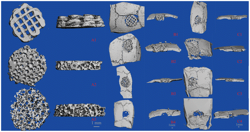 Figure 5. Micro CT images for three scaffolds. (A) Plane and profile images of (1) PLA/HA, (2) β-TCP and (3) DBM scaffolds before implanting. (B) Typical micro-CT images of (1) PLA/HA, (2) β-TCP and (3) DBM scaffolds as well as (4) bone defect without scaffold at four weeks in vivo. (C) Micro-CT images of (1) PLA/HA, (2) β-TCP and (3) DBM scaffolds as well as (4) bone defect without scaffold at eight weeks in vivo.