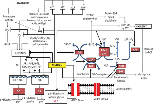 Figure 10. Antioxidant enzyme targets of apigenin at both transcriptional and post transcriptional level. AST (Aspartate aminotransferase), ALT (Alanine aminotransferase), ALP (Alkaline phosphatase), LDH (Lactate dehydrogenase) GSH (Glutathione), GST (Glutathione S transferase), GPx (Glutathione peroxidase), GR (Glutathione reductase), P.Red (Peroxireductase), CAT (Catalase), SOD (Superoxide dismutase, 4-HNE (4 hydroxy 2 nonenal), LPO (Lipid peroxidation), GCL (Glutamylcysteine ligase), GS (Glutathione synthase), TF (Transcriptional factors). Lines with arrow heads represent activation while lines without arrow heads represent inhibition.