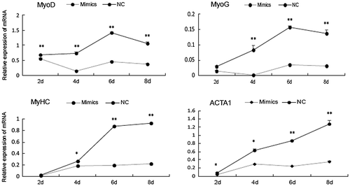 Fig. 4. Time point at which miR-143-3p implements its function during C2C12 myoblast differentiation.