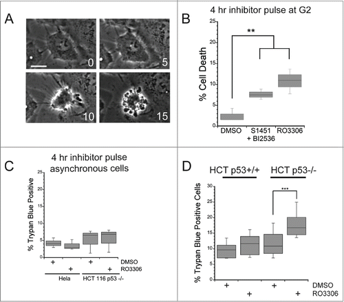 Figure 2. A mitotic entry delay triggers cell death in p53-deficient cells. Hela or HCT116 cells were synchronized with a double thymidine block protocol, released and pulsed with either DMSO, a combination of S1451 (300 nM; AURKA inhibitor) and BI2536 (0.8 nM; PLK1 inhibitor), or RO3306 (10 μM; CDK1 inhibitor) for 4 hours beginning 6 hours after the second release. Cell viability was measured by morphological changes recorded from phase contrast images or trypan blue exclusion. (A) Representative phase contrast images of a cell undergoing apoptosis following a mitotic entry delay. Time, in minutes, is given in each frame from an arbitrary point prior to cell retraction. Scale bar is 10 μm. (B) Cells were followed by phase contrast imaging for 48–72 hrs after the 4 hr drug inhibitor pulse and cell death measured by morphological changes as shown in (A). The mitotic entry delay induced by either a combination of 300 nM S1451 and 0.8 nM BI2536 or 10 μM RO33306 significantly increased the percentage of cells that died within 72 hours after the drug pulse. (C) Asynchronously growing Hela or HCT116 p53−/− cells were treated with a 4 hour pulse of inhibitors and followed by live cell recordings as in (A, B). Treatment with the combination of 300 nM S1451 and 0.8 nM BI2536 or with 10 μM RO33306 in asynchronously growing cell populations did not decrease cell viability, demonstrating that the drugs are not simply toxic throughout the cell cycle. (D) Synchronized HCT116 p53+/+ and p53−/− cell lines were pulsed with 10 μM RO3306 as in (B). Viability was assayed 48 hours post inhibitor treatment via trypan blue exclusion. A mitotic entry delay via CDK1 inhibition decreased cell viability only in the p53 knockout cell line. Graphs are representative of at least 3 independent experiments with >300 cells/experiment. ** denotes P < 0.01, *** denotes P < 0.001.