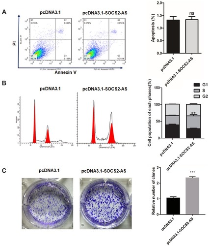 Figure 4 The effect of SOCS2-AS overexpression on MV4-11 cell apoptosis (A), cell cycle (B) and colony formation (C). The error bars represent the mean ± SD of three independent experiments. **P<0.01, ***P<0.001.