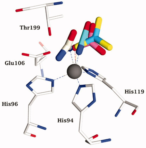 Figure 3. Representation of the superimposed hCA II adducted to cyanate (cyan, pdb 4E5QCitation31) bicarbonate (pink, pdb 2VVBCitation24) urea (as anion) (white, pdb 1BV3 [39]), and trithiocarbonate (light blue, pdb 3K7KCitation40) The zinc ion (grey sphere), its protein ligands (His94, 96 and 119) and gate-keeping residues (Thr199, Glu106) are also shown.