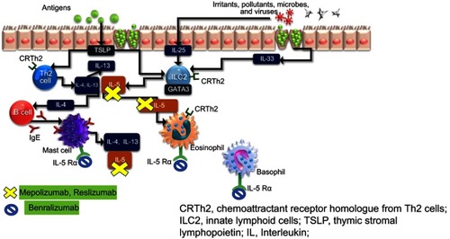 Figure 1 T2 inflammatory pathway and the target site for anti-IL-5 agents.