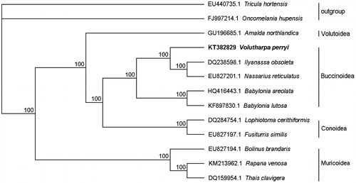 Figure 1. ML phylogenetic analysis for Volutharpa perryi based on the concatenated nucleotide sequences of 13 mitochondrial protein-coding genes. Tricula hortensis and Oncomelania hupensis are designated as outgroup. Numbers on nodes indicate the bootstrap value.