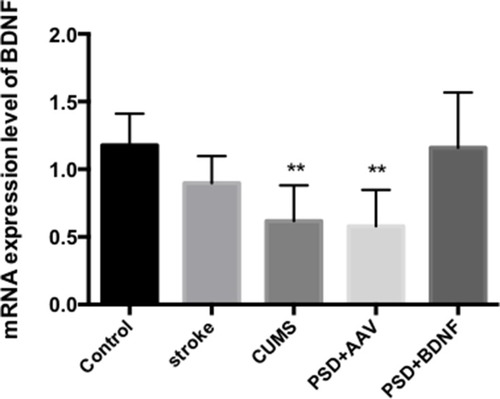 Figure 8 BDNF mRNA expression in the frontal cortex of PSD rats 10 days after BDNF-HA2TAT/AAV nasal administration (real-time quantitative PCR). Error bars represent one standard error of the mean. All data from animal groups: control (n=8), stroke (n=7), CUMS (n=8), PSD+AAV (n=7), BDNF+BDNF (n=7). Other groups compared with control group: **P<0.01.