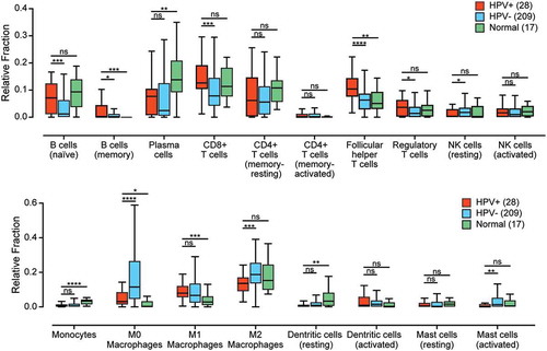 Figure 1. The relative population of 22 leukocyte types present in the tumor microenvironment was determined by the CIBERSORT algorithm and compared between HPV+, HPV-, and normal control samples. Four leukocyte types (neutrophils, eosinophils, naïve CD4 + T-cells, and gamma delta T-cells) are not shown, as they were undetectable in this cohort. * p ≤ 0.05; ** p ≤ 0.01; *** p ≤ 0.001; **** p ≤ 0.0001, ns (not significant).