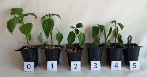 Figure 1 Visual assessment of the effects of water stress. 0, no injury; 1, slight; 2, moderate; 3, severe; 4, extensive; and 5, dead. See text for more detailed information.