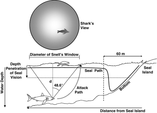 Figure 1.  Summary of optical and topographic parameters in predator–prey contests between white sharks and Cape fur seals. Down-welling light is dimmed and scattered, rendering the shark's dark gray dorsal surface camouflaged against the dark reef substrate. In contrast, sharks stalking seals from below have a visual advantage over seals, as the latter is backlit and silhouetted against the surface in Snell's window, which restricts the horizontal range of vision (r) to the shark's swimming depth (D); whereby, r = D tan48.5° (~1.13D). Most shark attacks on seals occur where bottom depths average 26–30 m such that the shark's horizontal range of surface vision is ~150–170 m.