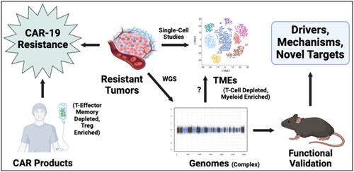 Figure 1. CAR-19 resistance is driven by infusion product, TME, and tumor-intrinsic mechanisms. Whole-genome sequencing (WGS) revealed complex LBCL genomes in association with poor CAR-19 outcomes, and a variety of studies implicate deregulation of specific genes, but functional laboratory studies are lacking. The relationship between tumor genomes and tumor microenvironments (TMEs) also remains undefined.