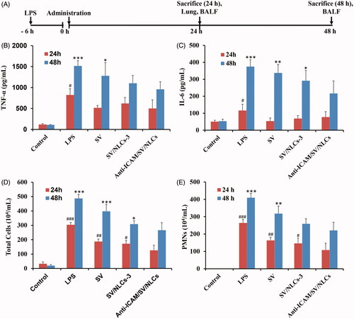 Figure 6. In vivo anti-inflammatory assessments. (A) Treatment schedule. (B) TNF-α level. (C) IL-6 level. (D) Total cells counts. (E) Neutrophils counts. #p < 0.05, ##p < 0.01, ###p < 0.001 indicated the indices of corresponding groups compared with anti-ICAM/SV/NLCs treatment group after 24-h administration. *p < 0.05, **p < 0.01, ***p < 0.001 indicated the indices of corresponding groups compared with anti-ICAM/SV/NLCs treatment group after 48-h administration. The data represent the mean ± SD (n = 6).