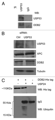 Figure 4. (A) Co-immunoprecipitation of USP53 and DDB2. IP was performed using an anti-USP53 antibody, following by western blot (WB) using both USP53 and DDB2 antibodies. (B) Knockdown of USP53 in HeLa cells has no detectable effect on the steady-state levels of DDB2 and XPC. (C) Cleavage of ubiquitinated DDB2 in vitro by USP24. Ubiquitinated DDB2 was purified from UV-treated HeLa cells expressing Hig-tagged DDB2 in the presence of MG132. USP24 was partially purified from HeLa cells by immunoprecipitation using an USP24 antibody and protein G beads, followed by extensive washing to remove its binding partners. Cleavage reactions were performed at 37°C for 1 h.