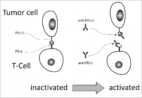 Figure 3. PD-1 is expressed on activated T-cells, while its ligand, PD-L1 is usually expressed on epithelial and endothelial cells. Binding to PD-1 deactivates the T-cell and thus protects the cells bearing PD-L1. Tumor cells do also express PD-L1, in order to escape the T-cell mediated immune response. Anti-PD-1 antibodies, like nivolumab or pembrolizumab, and anti-PD-L1 antibodies, like atezolizumab, interrupt the interplay between PD-1 and PD-L1 and thus inhibit T-cell deactivation. PD-1 modulates T cell function mainly during the effector phase in peripheral tissues including tumors.