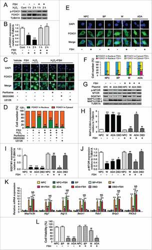 Figure 8. Suppression of FOXO1 transcriptional activity via the FSH-PI3K-AKT axis attenuates autophagic death in H2O2-treated GCs. (A) Primary cultured GCs incubated with or without 200 μM H2O2 for 1 h were washed in PBS, and then grown in serum-free medium containing FSH (7.5 IU/ml) for 1 or 2 h. The expression of phosphorylated FOXO1 (p-FOXO1) was determined by western blotting. (B) The phosphorylation level of FOXO1 was quantified by densitometric analysis. TUBA1A served as the control for loading. Data represent mean ± S.E; n = 3. * Represents P < 0.05 compared with the control group. ** Represents P < 0.01 compared with the control group. # Represents P > 0.05 compared with the control group. (C) GCs treated with or without 200 μM H2O2 for 1 h were then rinsed in PBS, and cultured with serum-free medium for 2 h in the presence or absence of FSH (7.5 IU/ml). Perifosine (AKT inhibitor, 10 μM), SB203580 (MAPK14 inhibitor, 20 μM), U0126 (MAPK1/3 inhibitor, 3 μM) was added 30 min before FSH treatment. Subcellular localization of FOXO1 in response to the indicated FSH signaling inhibitors was detected using anti-FOXO1 (green), and the nuclei were counterstained with DAPI (blue). Bar: 10 μm. (D) The percentage of cells with FOXO1 in the nucleus (green bars) and in the cytosol (orange bars). Experiments were repeated in triplicate, and 3 fields of each coverslip were selected in random for counting. Data represent mean ± S.E; n = 3. ** Represents P < 0.01 compared with the control group. ## Represents P < 0.01 compared with H2O2-only-treated cells. and& Represents P < 0.01 compared with H2O2+FSH group. (E) A Flag-tagged FOXO1 (WT), FOXO1T24A,S253D,S316A (ADA), or an empty control plasmid (BP) was individually transfected into GCs. Cells were treated with or without FSH (7.5 IU/ml) during transfection. Immunofluorescence microscopy was performed to visualize subcellular localization of FOXO1 (green). The nuclei were counterstained with DAPI (blue). Bar: 5 μm. (F) The percentage of cells with FOXO1 in the nucleus or the cytosol under the indicated treatments. NPC, non-plasmid control; BP, blank plasmid; W, FOXO1-WT plasmid; ADA, FOXO1T24A,S253D,S316A plasmid; DBD, FOXO1N208A,H212R plasmid. ** Represents P < 0.01 compared with the non-plasmid control; NS, not significant, P > 0.05; ##, P < 0.01. (G) Immunoblot analysis of MAP1LC3B, SQSTM1 and p-MTOR in GCs transfected with FOXO1-expressing vectors (FOXO1-WT, FOXO1T24A,S253D,S316A, and FOXO1N208A,H212R) in the presence or absence of FSH (7.5 IU/ml) as mentioned above. (H-J) Quantification of MAP1LC3B-II accumulation, SQSTM1 degradation, and MTOR dephosphorylation. TUBA1A served as the control for loading. *P < 0.05 (** P < 0.01) vs. the non-plasmid control without FSH treatment. ## P < 0.01 vs. FOXO1-WT-transfected group without FSH treatment. & P>0.05 vs. FOXO1T24A,S253D,S316A (ADA)-transfected group without FSH treatment. δ Represents P<0.05 (δδ Represents P < 0.01) vs. FOXO1N208A,H212R (DBD)-transfected group without FSH treatment. (K) qRT-PCR was performed to measure the mRNA levels of autophagy-related (Atg) genes in GCs with the indicated treatments as described above. Data represent mean ± S.E; n = 3 in each group. ** Represents P<0.01 compared with nonplasmid control. # Represents P < 0.05 (## Represents P < 0.01) compared with FOXO1-WT (W) group. NS Represents P > 0.05 compared with the FOXO1T24A,S253D,S316A (ADA) group. (L) Cell viability was determined by CCK-8 assay in GCs with enforced expression of FOXO1-WT or FOXO1T24A,S253D,S316A upon FSH (7.5 IU/ml) treatment. ** Represents P < 0.01 compared with the non-plasmid control without FSH treatment. ## Represents P < 0.01 compared with the FOXO1-WT (W)-transfected group without FSH treatment. δ Represents P > 0.05 compared with the FOXO1T24A,S253D,S316A (ADA)-transfected group without FSH treatment.