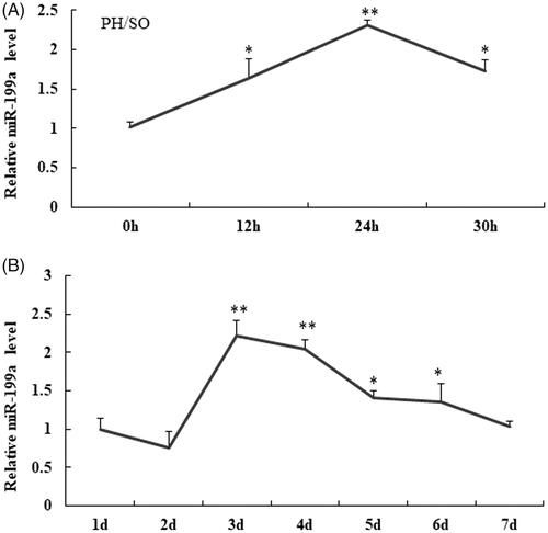 Figure 1. MiR-199a is upregulated in liver tissue at 12–30 h after PH compared to those at SO group and rat hepatocyte BRL-3A. (A) qRT-PCR assay was used to test miR-199a level at 12–30 h after PH and SO. (B) Relative miR-199a levels were tested in rat hepatocyte BRL-3A by qRT-PCR assay. All data are represented as the mean ± SD, *p < .05, **p < .01.